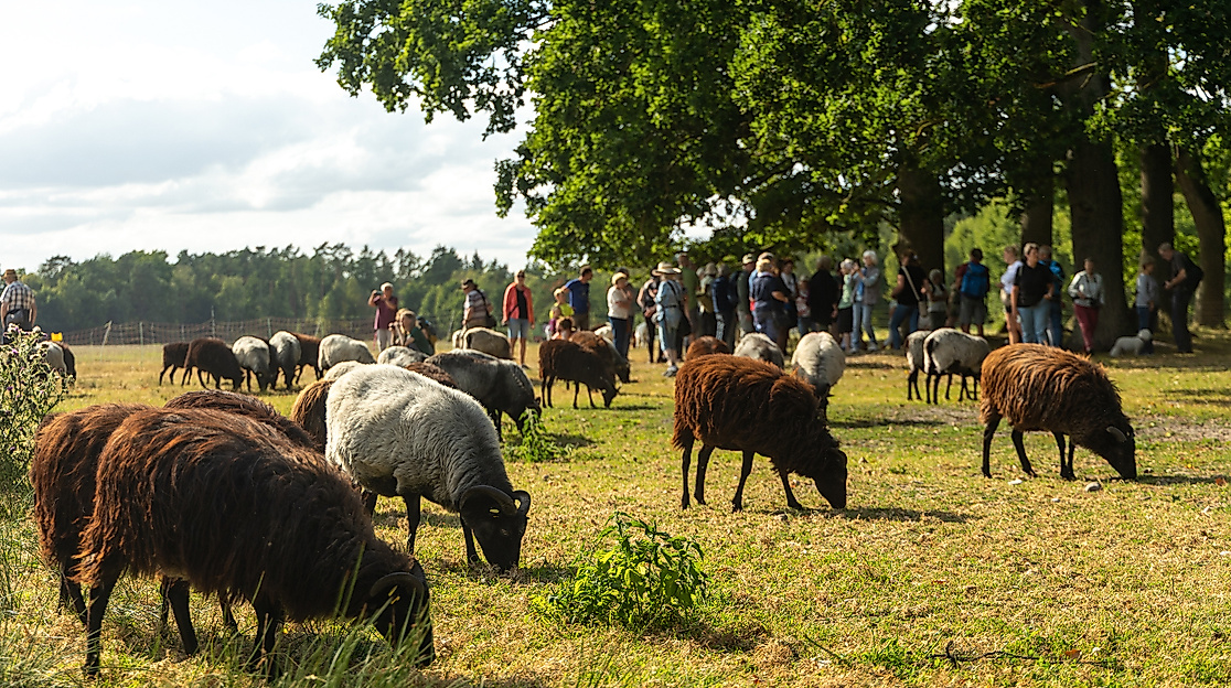 Hermannsburg_Misselhorner_Heide_Heidschnucken_Schaefer_Eintrieb_ccbysa_tl_20250821-61_web