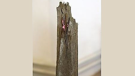 26-04-19 Rahel Bruns Till Steinbrenner