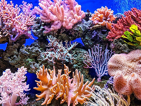 Wunderwelt Korallenriff