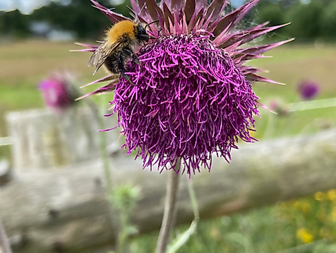 Naturschutzgebiet „Untere Seeveniederung und Over Plack“
