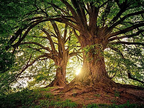 Pressefoto_Baum