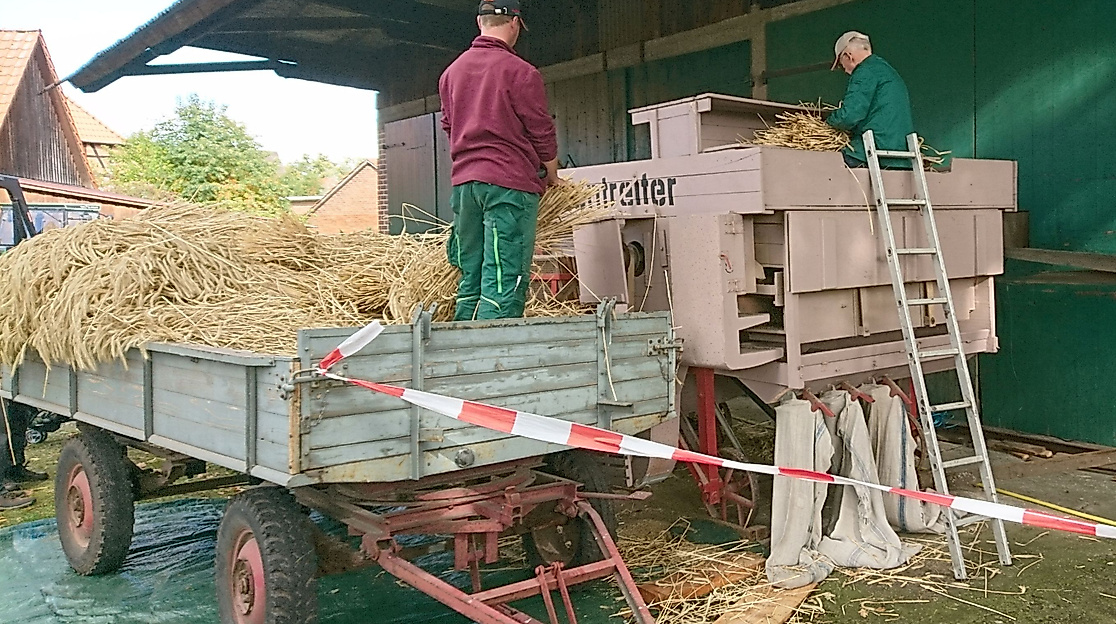 Roggen dreschen