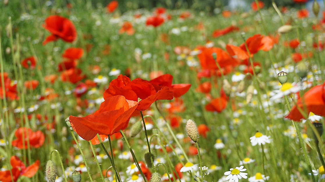 Wiese im Arboretum