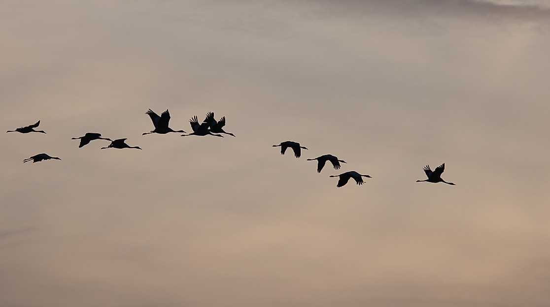 Gemeinsam sind wir sicher - Die Rast der Zugvögel
