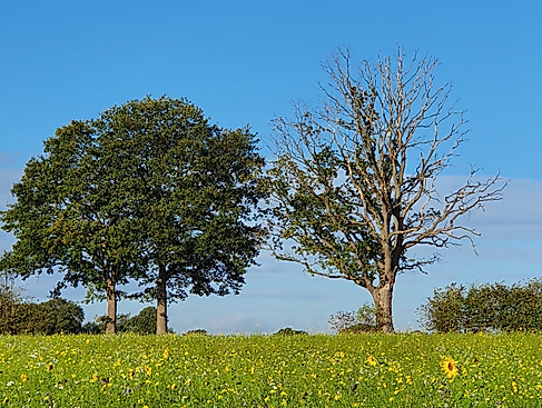 Gutes für die Seele