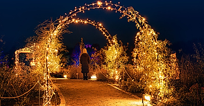 Christmas Garden