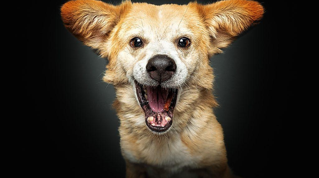 Hoffest auf dem "De Hun’nenhoff"