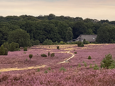 Naturpark-Erlebniswochen: Geführte E-Bike-Tour - Mit dem Naturwächter durch das Naturschutzgebiet Lüneburger Heide