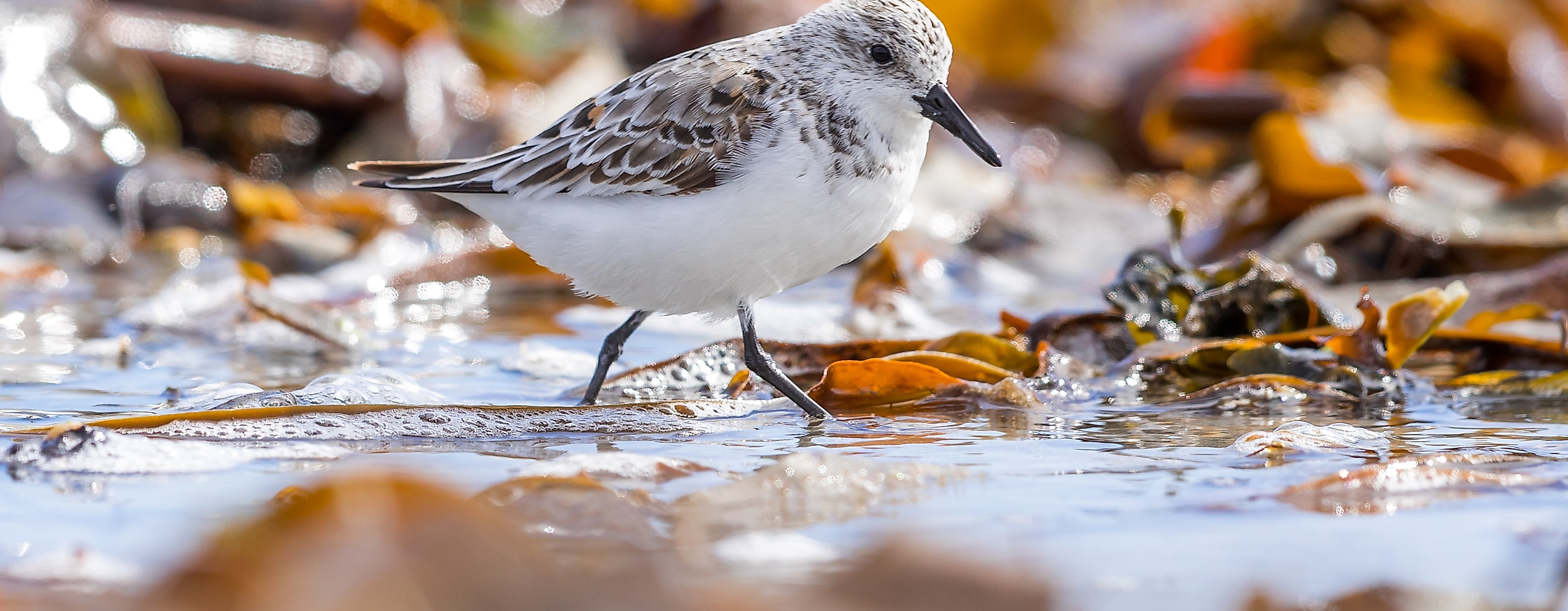 Zugvögel Nordsee