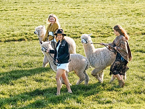 Waytalla Alpakas - Alpaka-Wanderung bei Stade / Hamburg