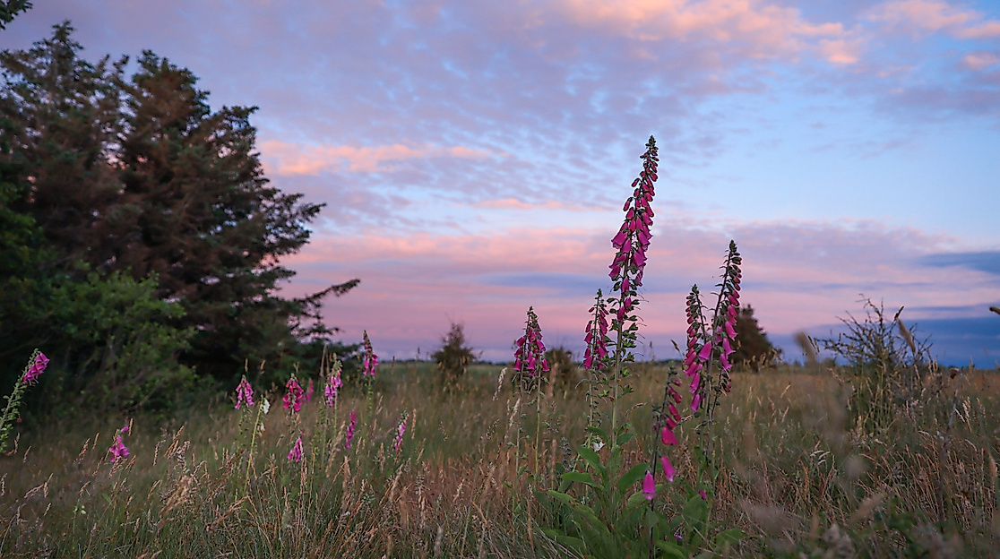 Waldrand in der Abenddämmerung