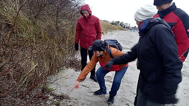 Sanddorn, Strandhafer und andere Überlebenskünstler -