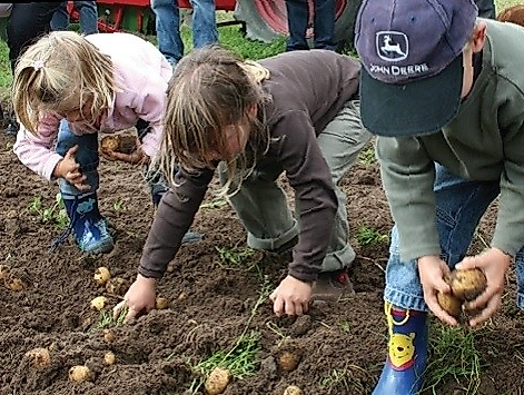 Dresch- und Kartoffelfest