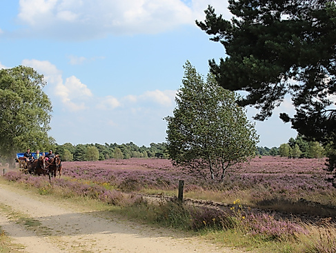 kutschfahrt-in-der-heide-2014-jg-3