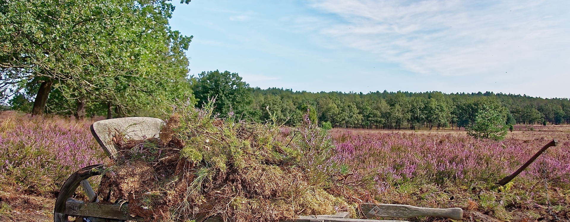 Lueneburger Heide