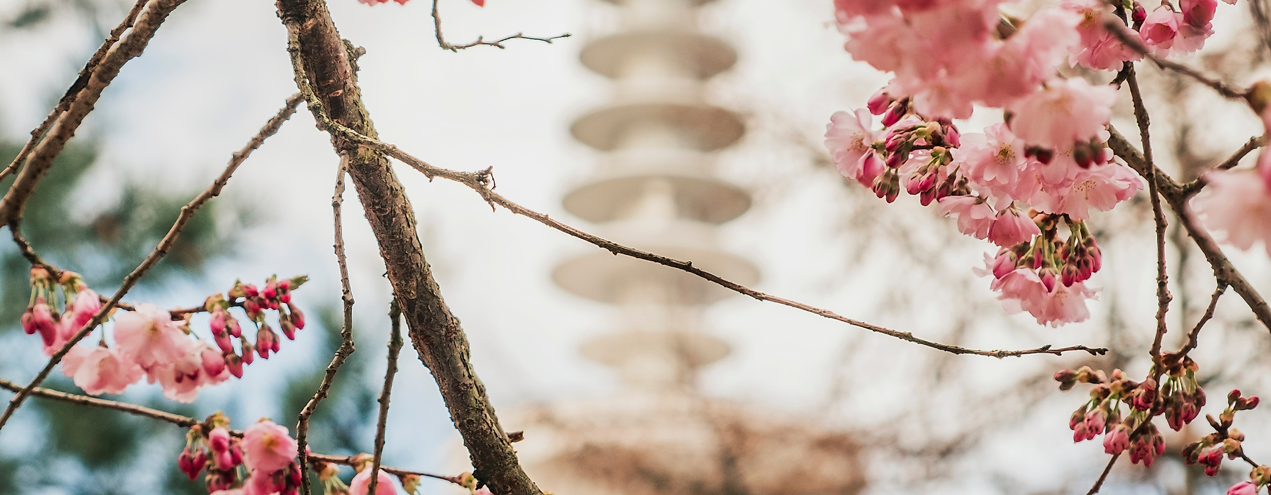 Japanisches Kirschblütenfest