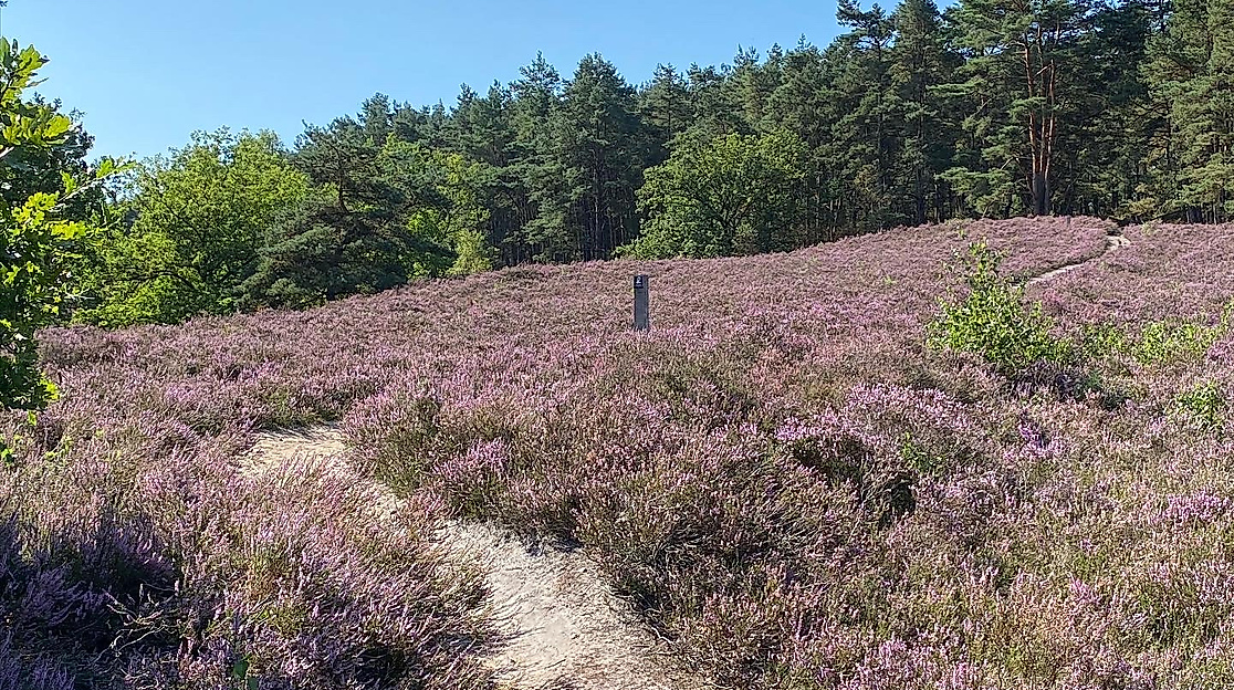 Fischbeker Heide