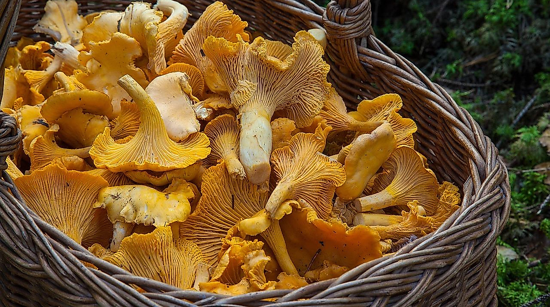 Bild von Barbroforsberg auf Pixabay