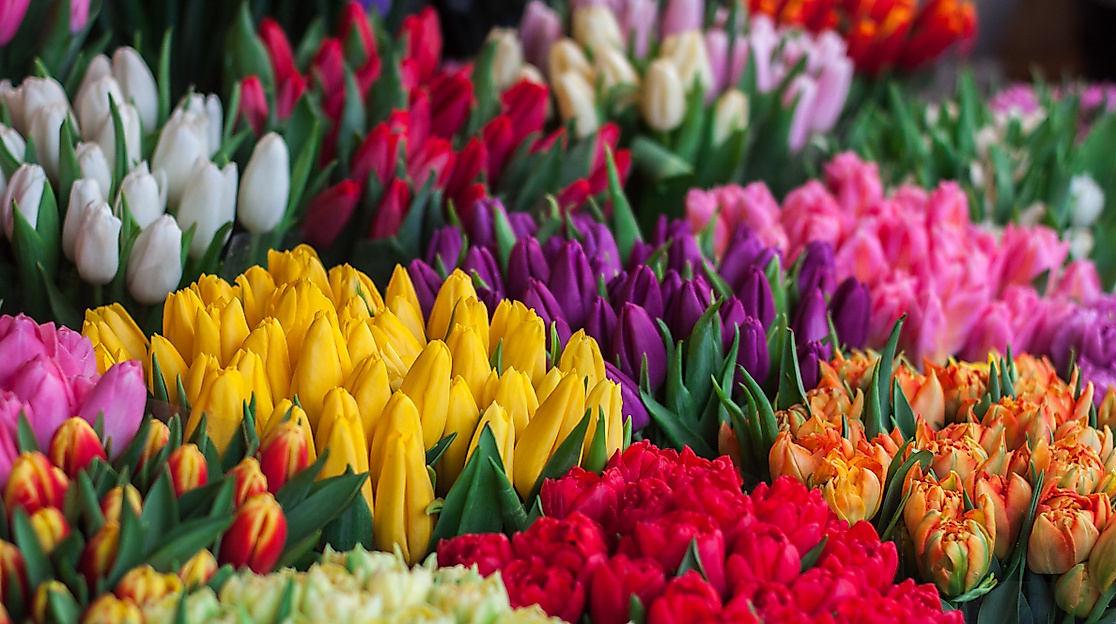 blumen_c-unsplash-john-mark-smith