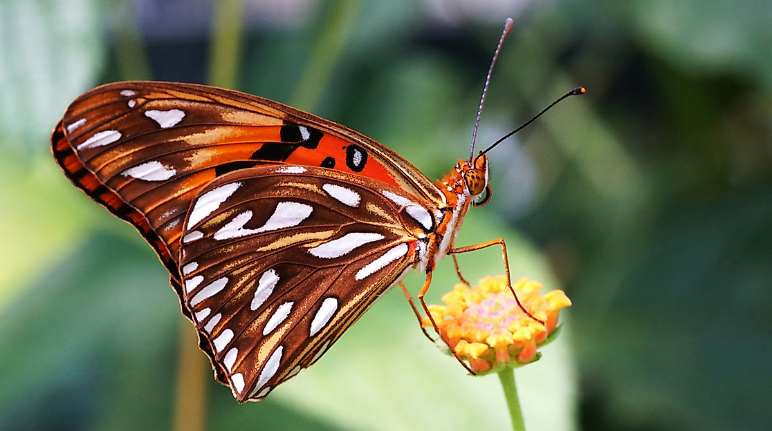 Schmetterling auf Blume