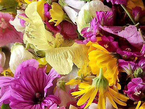 Kräuter-Genuss-Woche intensiv in Lübeck