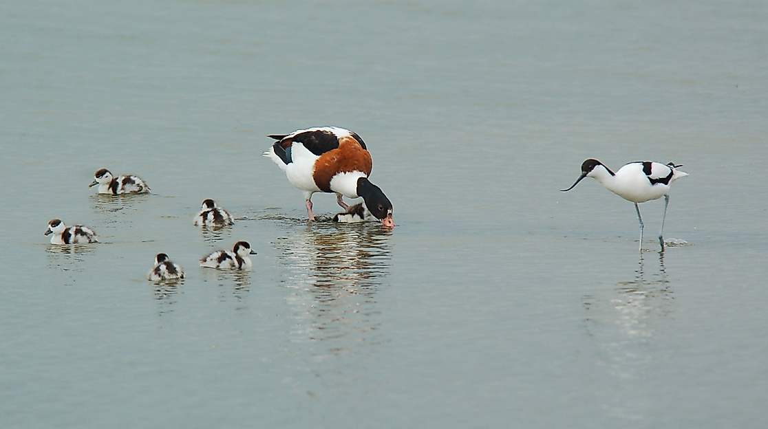Führung: Mit dem Fahrrad durch den Speicherkoog