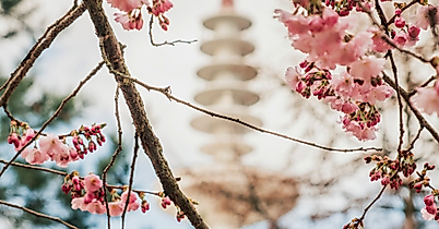 Japanisches Kirschblütenfest