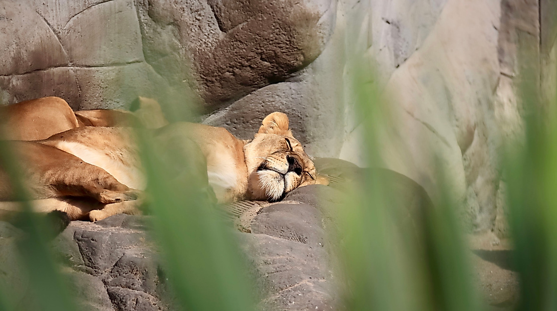 Tierpark Hagenbeck