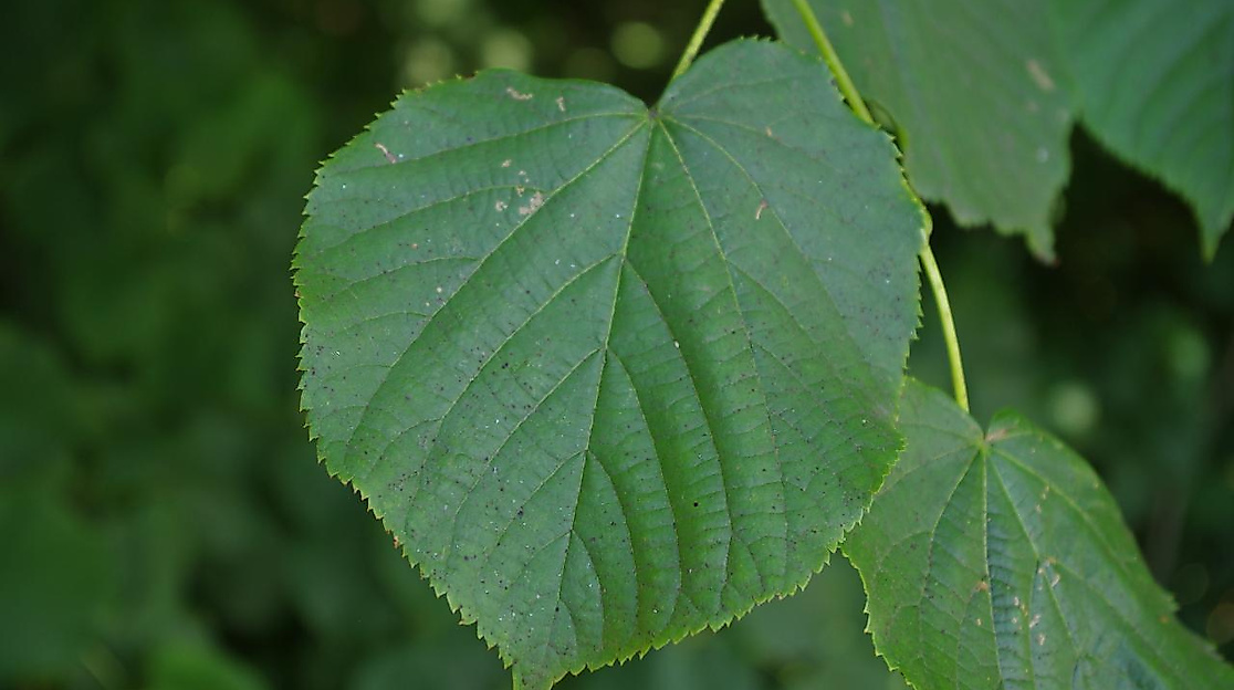 Das Blatt einer Linde