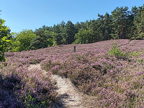 Fischbeker Heide