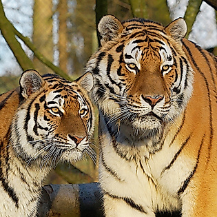 Zwei Tiger im Gehege von Hagenbecks Tierpark in Hamburg, eng beieinander vor natürlichem Hintergrund