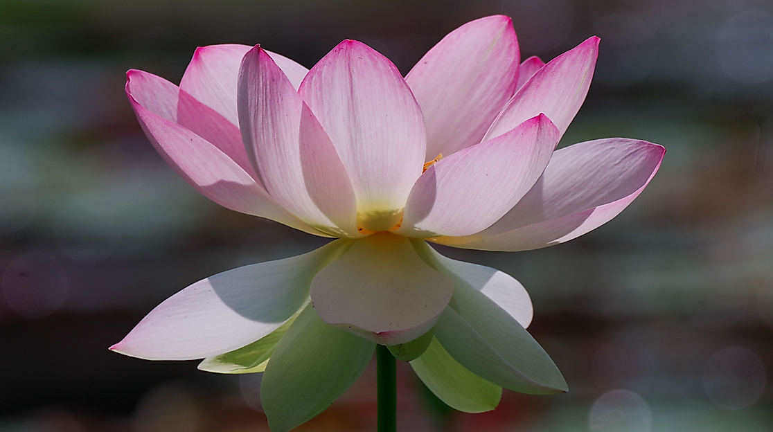 Lotosblume