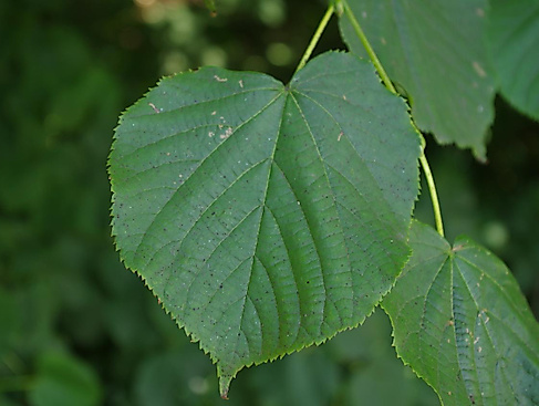 Das Blatt einer Linde