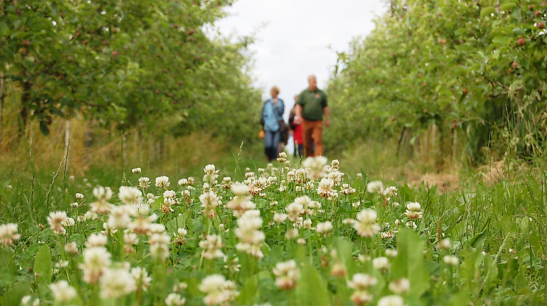 Öffentliche Obsthofwanderung auf dem Herzapfelhof