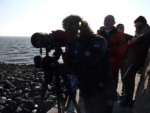 Vogelzug live – Zugvogelbeobachtung an der Kugelbake