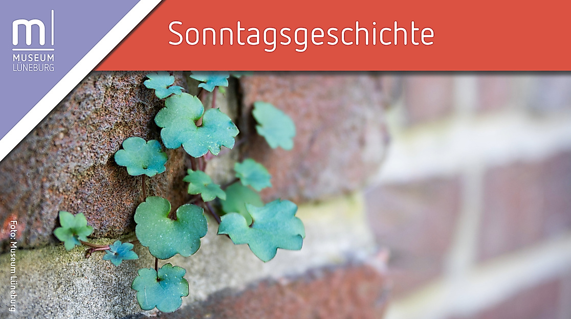 Sonntagsgeschichte: Lebensraum Hauswand – Exkursion zu Fassadengrün in der Lüneburger Innenstadt