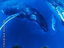 Sounds of the Ocean