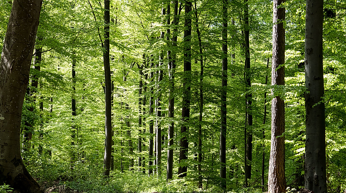 wald_c-pixabay-minka2507