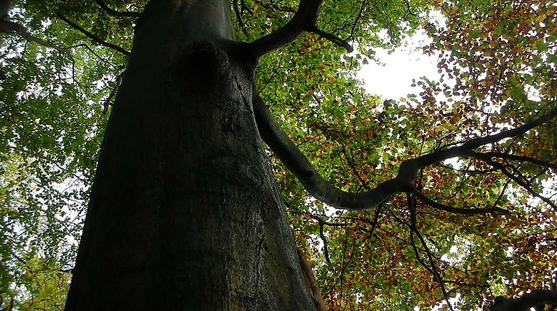 kloevensteen-heidi-mayerhoefer