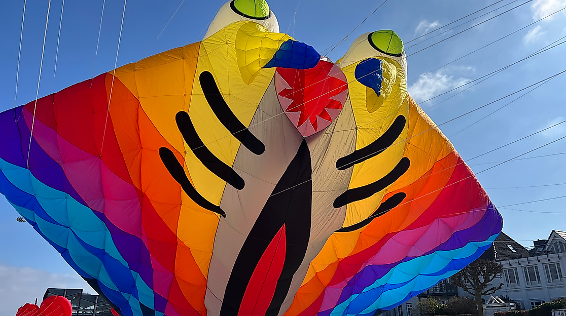 Manta