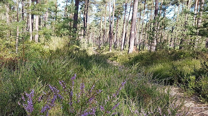 Von der „Römerschanze“ zur Heideblüte