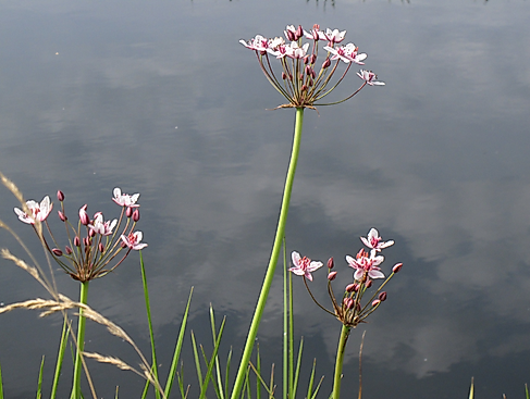 Auf Entdeckungstour zur reichhaltigen Pflanzen- und Insektenwelt