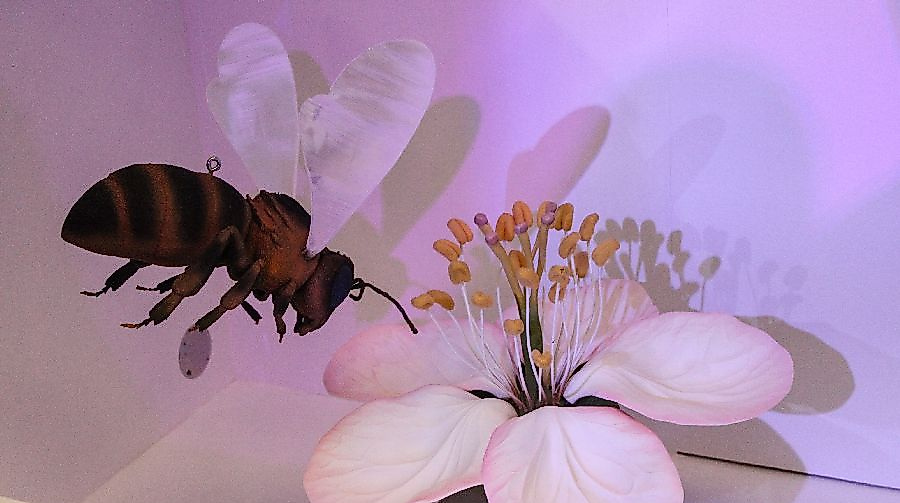 Die Welt der Insekten