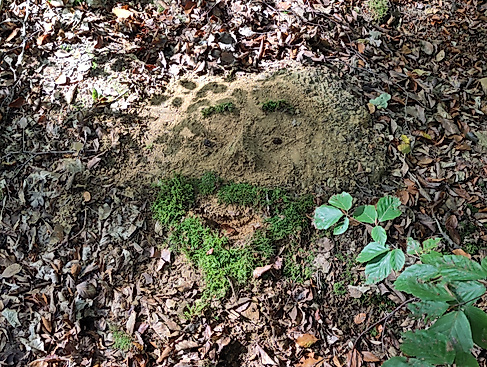 Mitmachaktion: LandArt