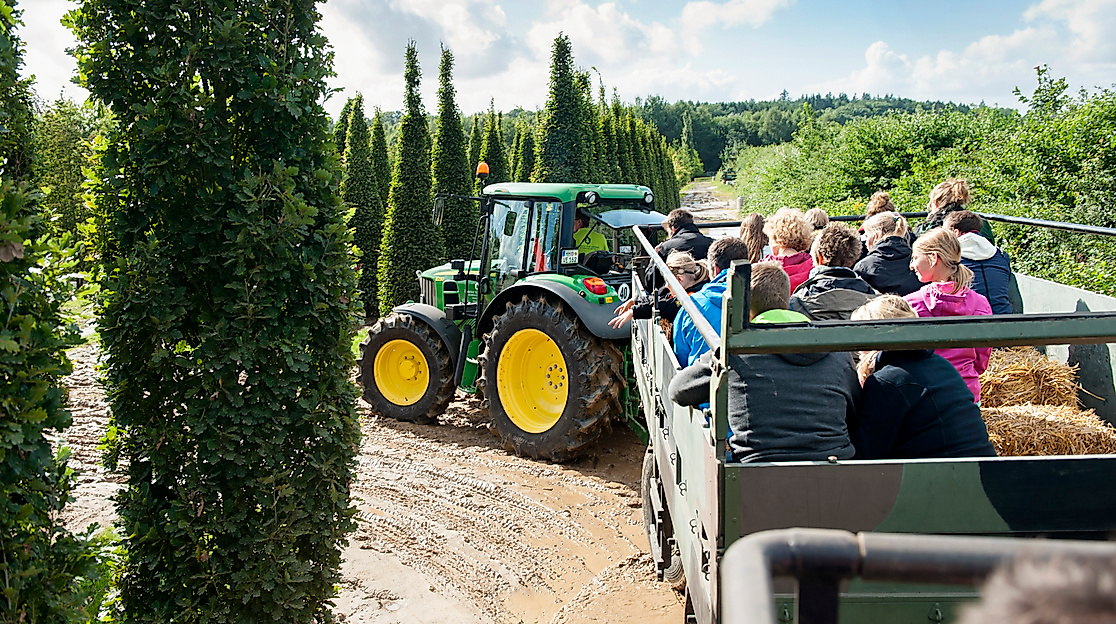 Tag der offenen Baumschule, Baumschulsafari