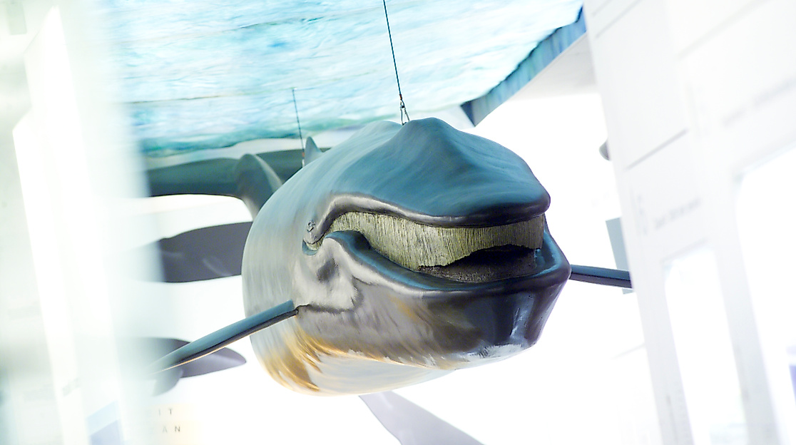 Museum für Natur und Umwelt Wal von Pampau