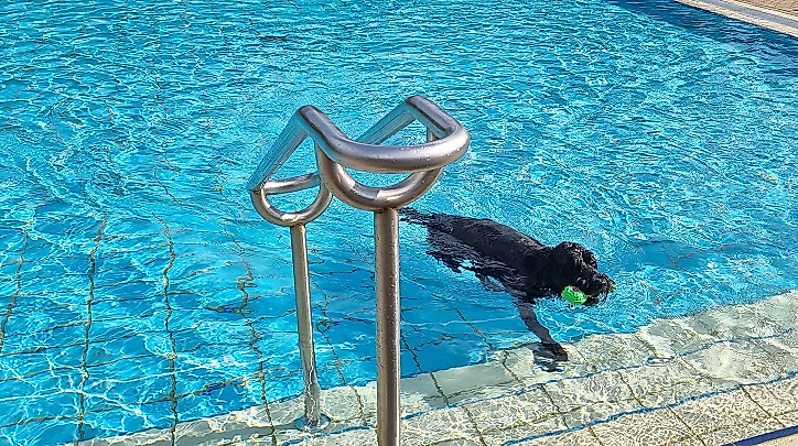 Hund im Pool