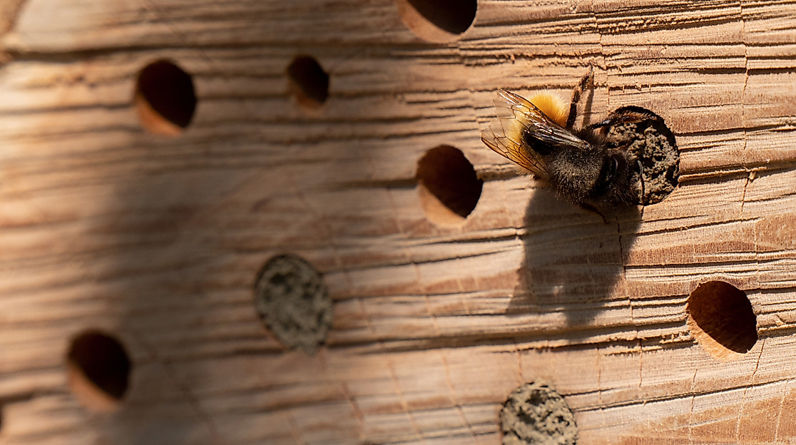Insektenhotels bauen