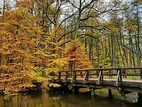 Wanderung mit Entdeckungen im Stadtwald (südlicher Teil)