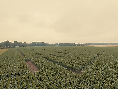 Maislabyrinth im Kliemannsland